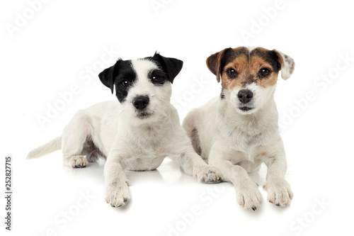 Two adorable Parson Russell Terrier lying on white background
