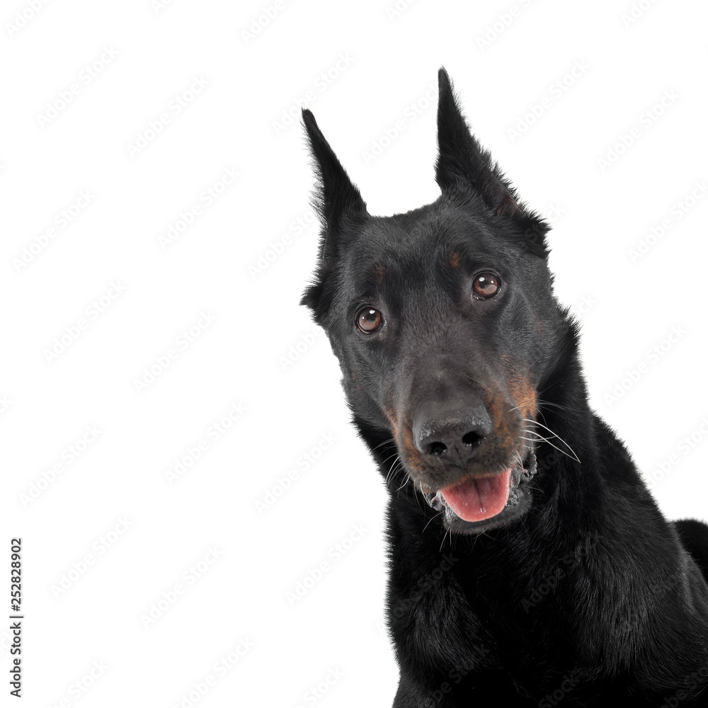 very nice beauceron in a white  studio