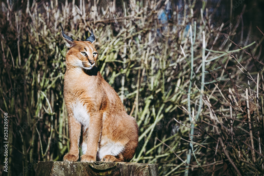 Obraz premium Caracal