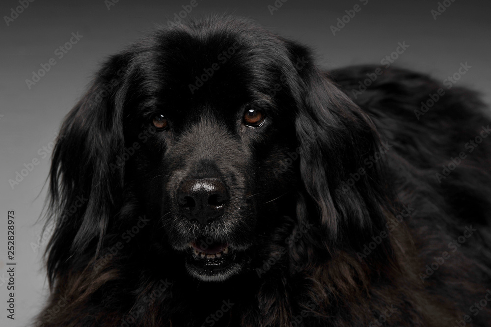 Beautiful Newfoundland dog portrait in a dark photo studio Beautiful Newfoundland dog portrait in a dark photo studio