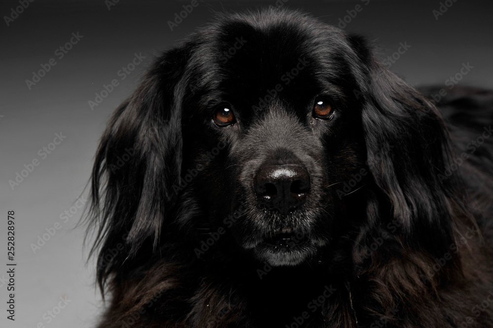 Beautiful Newfoundland dog portrait  in a dark photo studio