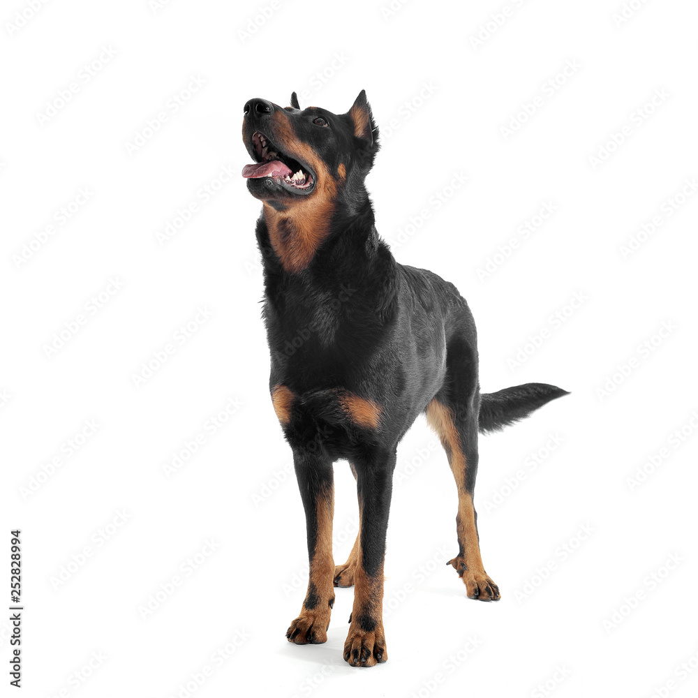 very nice beauceron standing in a white  studio