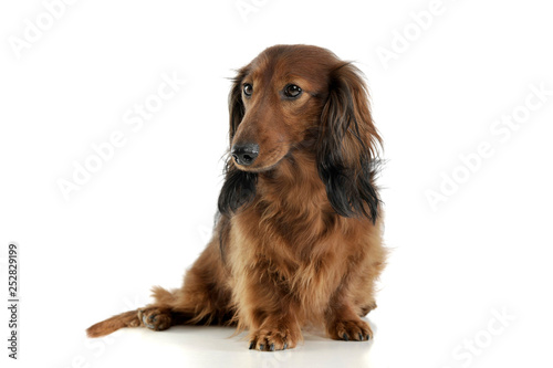 long haired red Dachshund in a white studio