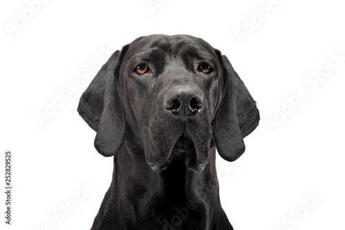 mixed breed ridgebak in a white studio