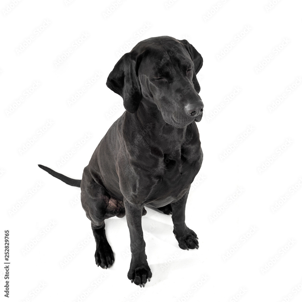 Fototapeta premium mixed breed ridgebak sitting in a white studio