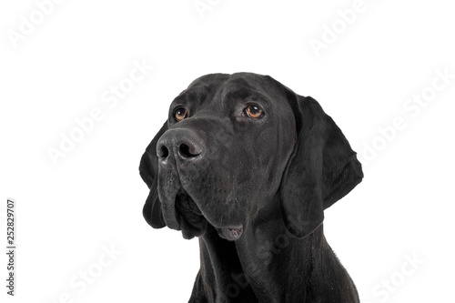 mixed breed ridgebak in a white studio