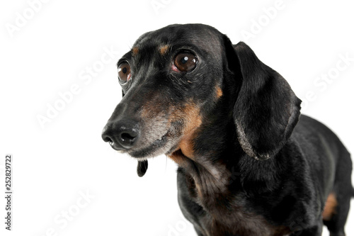 Black and tan short haired dachshund portrait in white studio © kisscsanad