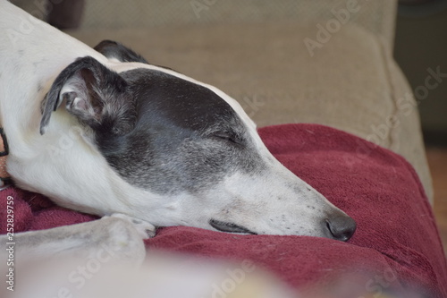 greyhound sleeping