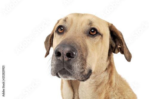 Mixed breed brown color middle size dog portrait  in a white studio