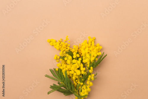 Spring concept. Spring background composition with Mimosa flowers. Mimosa on beige background, concept of spring season. symbol of 8 March, happy women's day. copy space. long banner