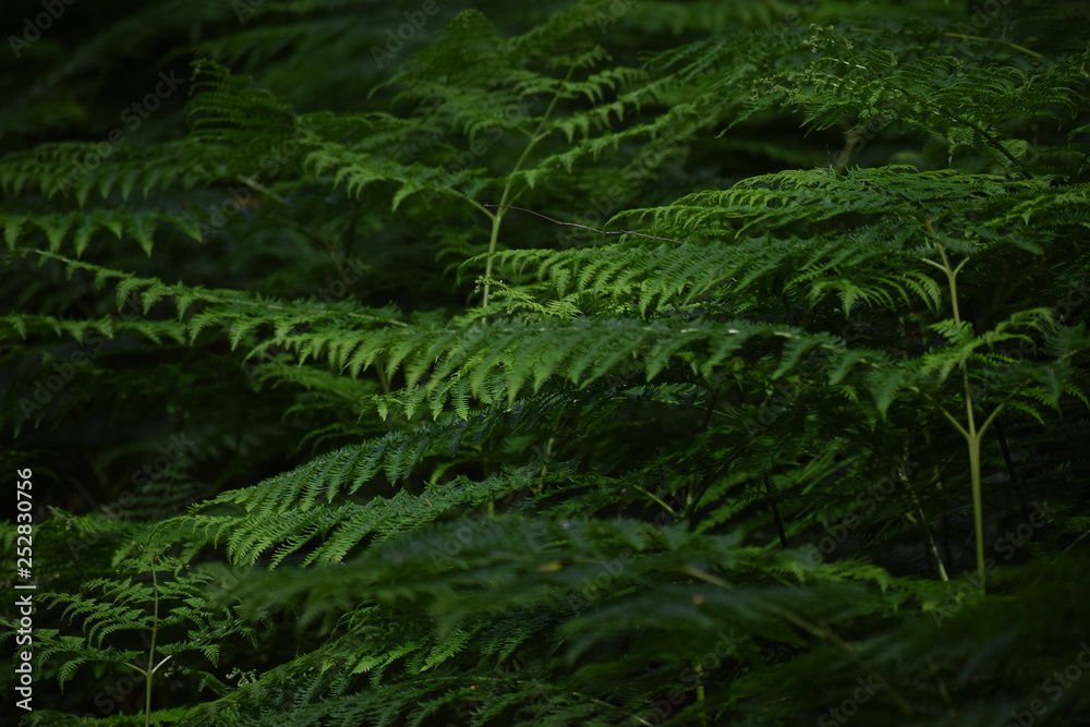 woodland leaves woodland leaves