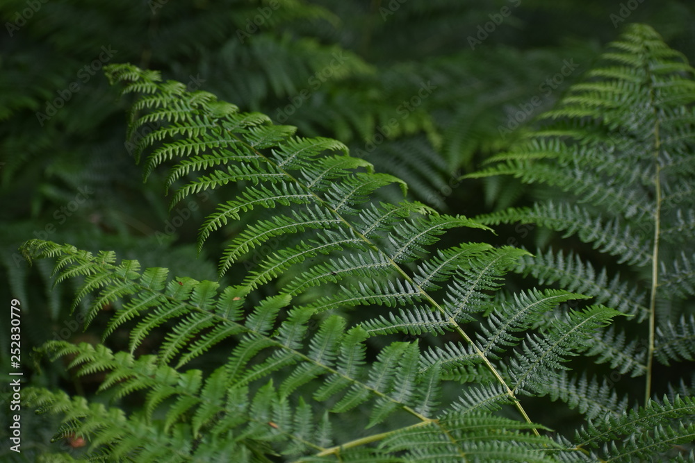 woodland leaves