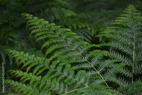 woodland leaves