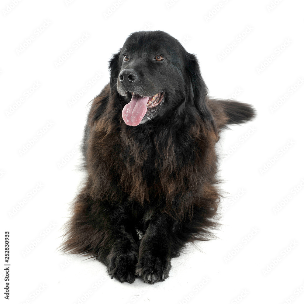Nice Newpoungland dog relaxing in a white photo studio background Nice Newpoungland dog relaxing in a white photo studio background