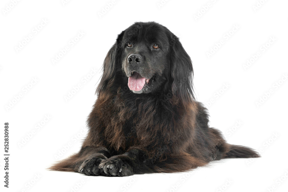 Nice Newpoungland dog relaxing in a white photo studio background Nice Newpoungland dog relaxing in a white photo studio background