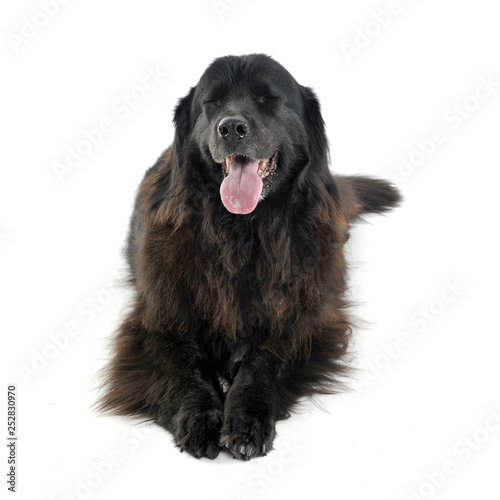 Nice Newpoungland dog relaxing in a white photo studio background