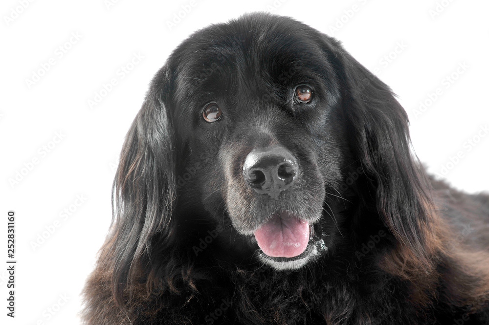Nice Newpoungland dog portrait in a white photo studio background looking up Nice Newpoungland dog portrait in a white photo studio background looking up