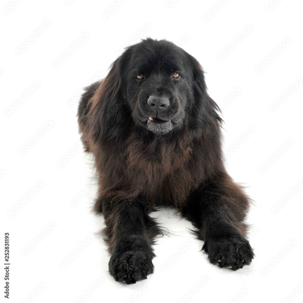 Nice Newpoungland dog relaxing in a white photo studio background Nice Newpoungland dog relaxing in a white photo studio background