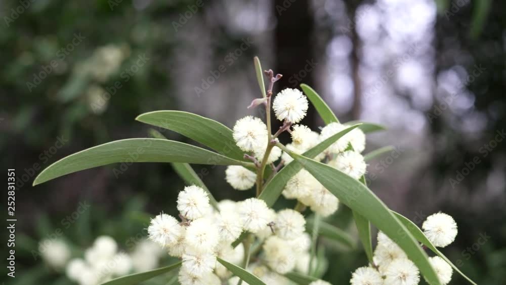 Acacia melanoxylon flower on australian blackwood tree. Selective focus
