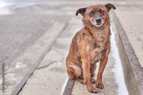 Unhappy stray dog with sad eyes on a city street