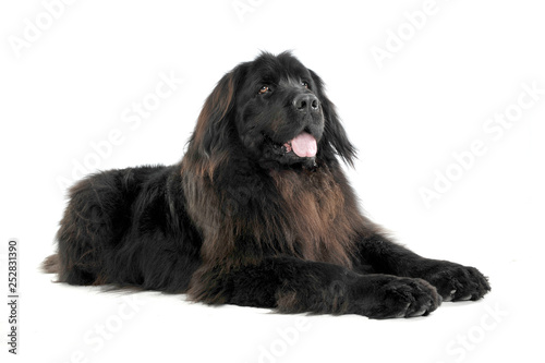 Nice Newpoungland dog lying  in a white photo studio background