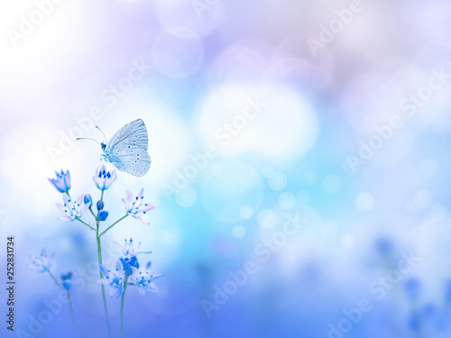 Butterfly and purple flowers blurred background