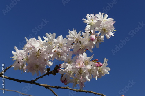 Kirschblüten auf  Baumzweigen