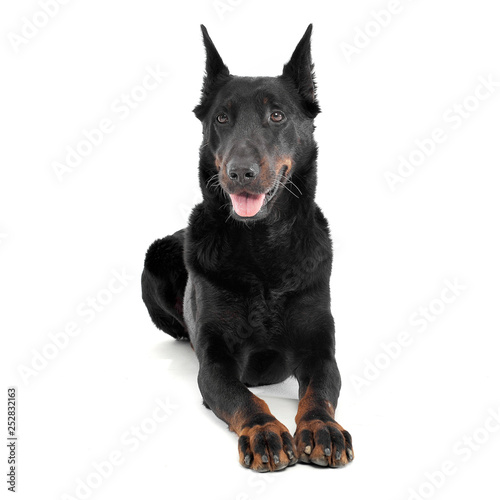 Lovely Beauceron relaxing in a white photo photo studio background