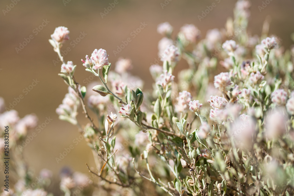 Australian white smokebush wildflower or Conospermum flowers in Australia Australian white smokebush wildflower or Conospermum flowers in Australia