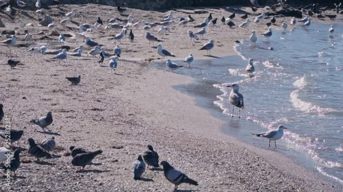 Pigeons and seagulls near the sea in slowmotion photo