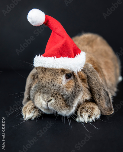 Dwarf rabbit breed sheep lies in the Christmas cap. New Year's photo session. Mammal pet.