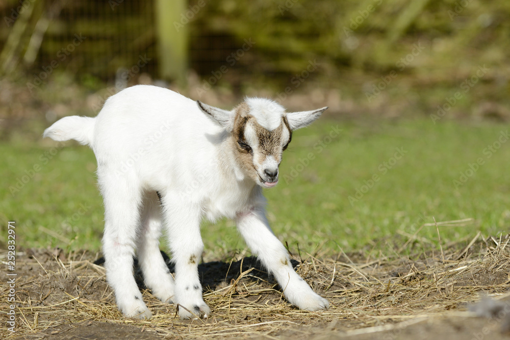 white goat kids standing on pasture white goat kids standing on pasture