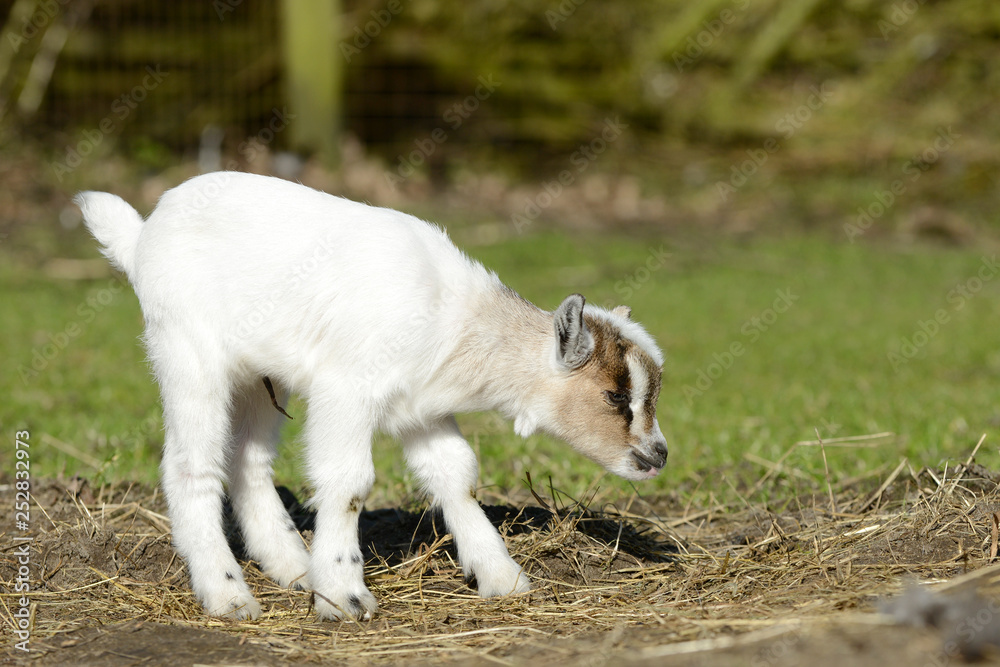 Obraz premium white goat kids standing on pasture