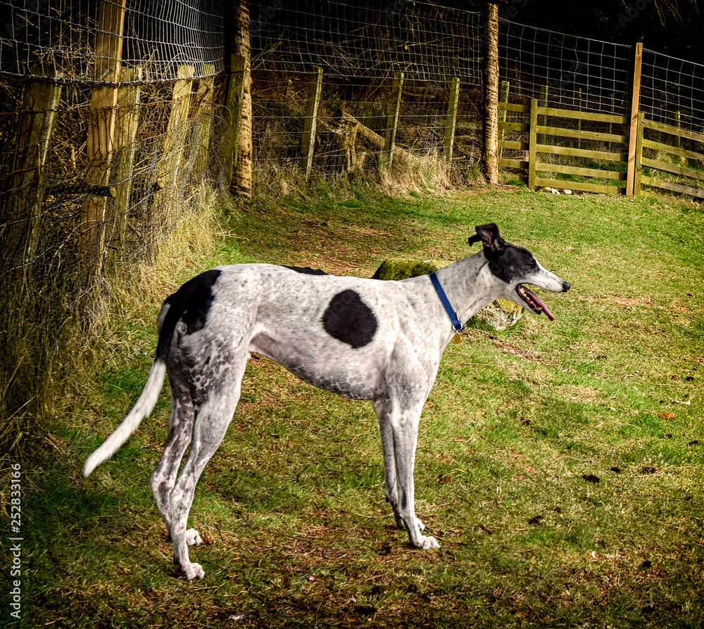 Greyhound