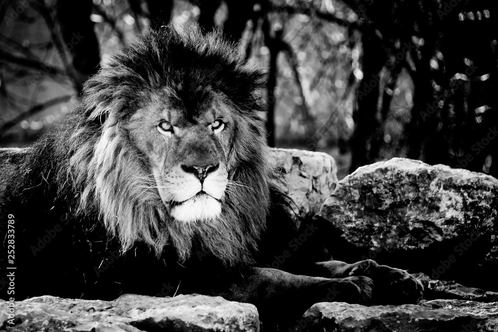 Obraz premium Portrait d'un lion majestueux