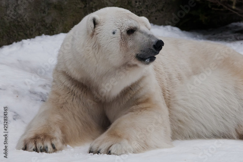 The polar bear attentively looks, sitting in the snow, a powerful arctic beast close-up.