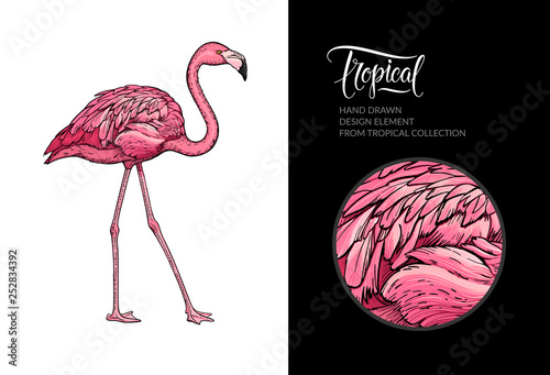 Vector pink flamingo isolated on white background. Tropical hand-drawn exotic bird. Flamingo illustration for summer poster, wallpaper, textile design, beach party decoration, logo. For print and web.