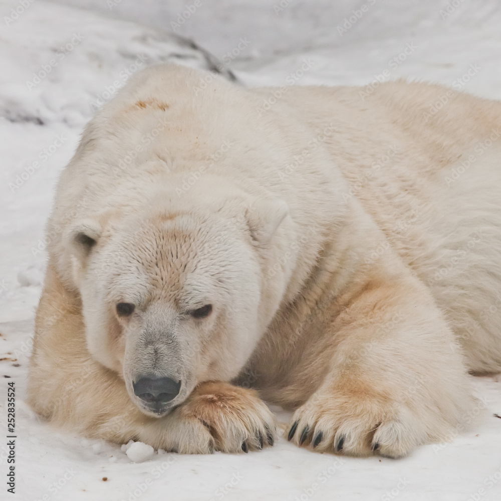 sleeps closing his eyes and resting his head on his paw. Powerful polar bear lies in the snow, close-up sleeps closing his eyes and resting his head on his paw. Powerful polar bear lies in the snow, close-up