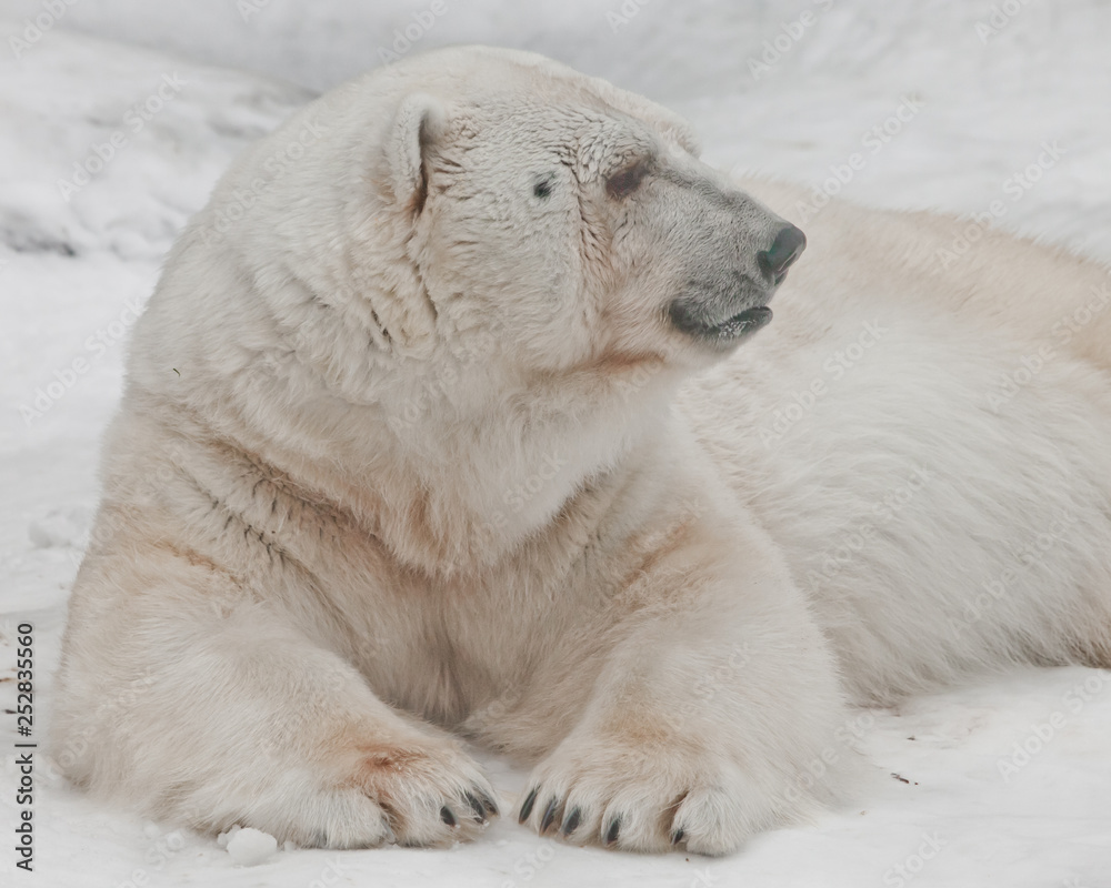 huge paws and head in profile. Powerful polar bear lies in the snow, close-up