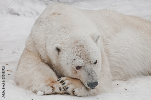 I thought wistfully putting my nose on my paws. Powerful polar bear lies in the snow, close-up