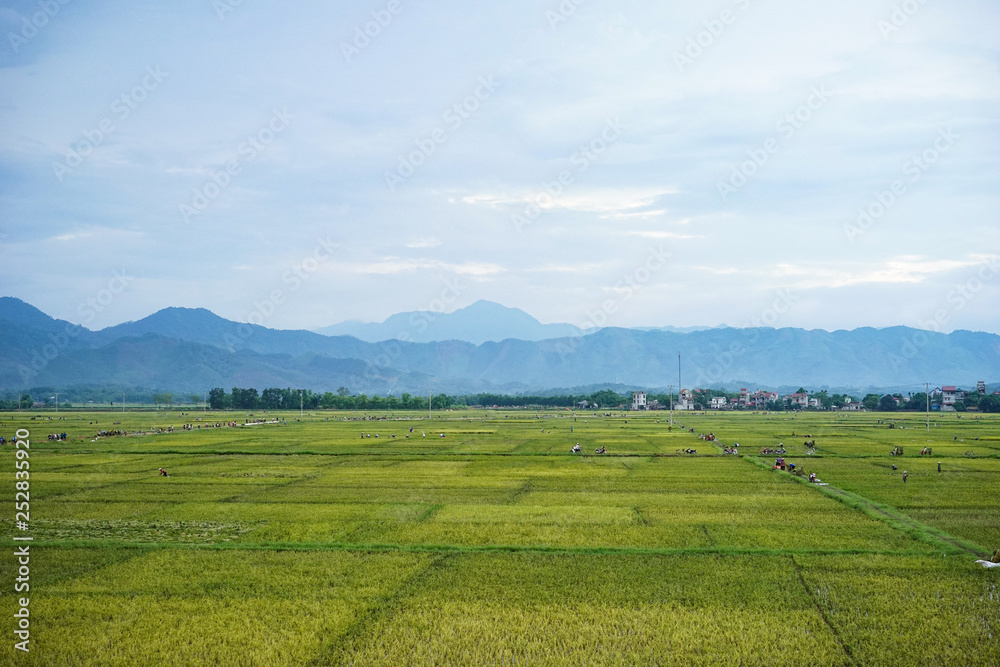 endless rice field