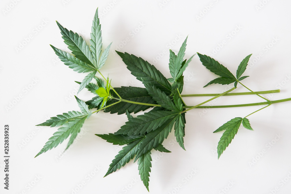 healthy cannabis leaves on the white background healthy cannabis leaves on the white background