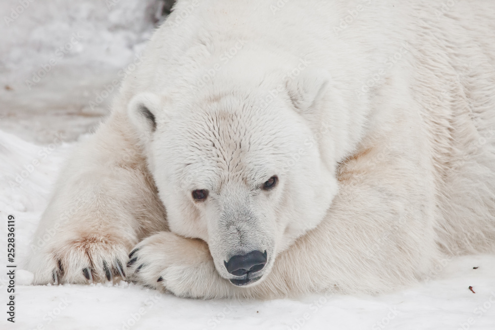 Polar bear is a powerful beast sleeping in the snow close-up. Polar bear is a powerful beast sleeping in the snow close-up.