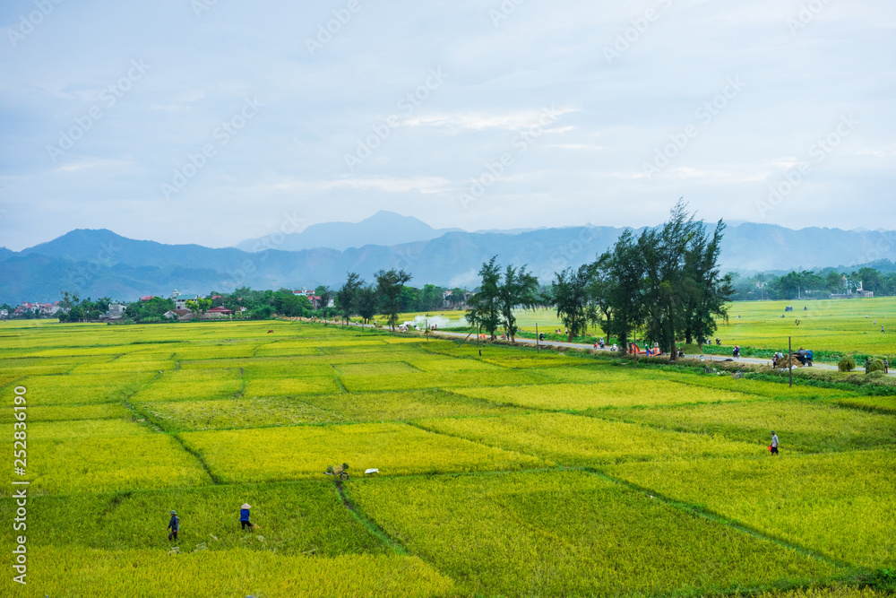 endless rice field