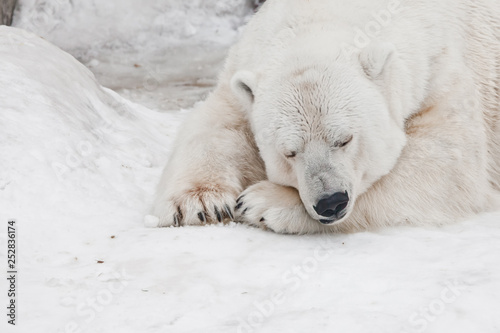 Sleeps well, a huge beast a mountain of muscles. Powerful polar bear lies in the snow, close-up