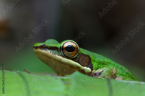Thailand Green Tree Frog on green leaves, Head shot close up of Green Frog