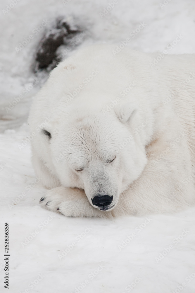 Comfort in the cold, restful sleep Powerful polar bear lies in the snow, close-up Comfort in the cold, restful sleep Powerful polar bear lies in the snow, close-up