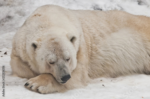 Power sleeps Powerful polar bear lies in the snow, close-up