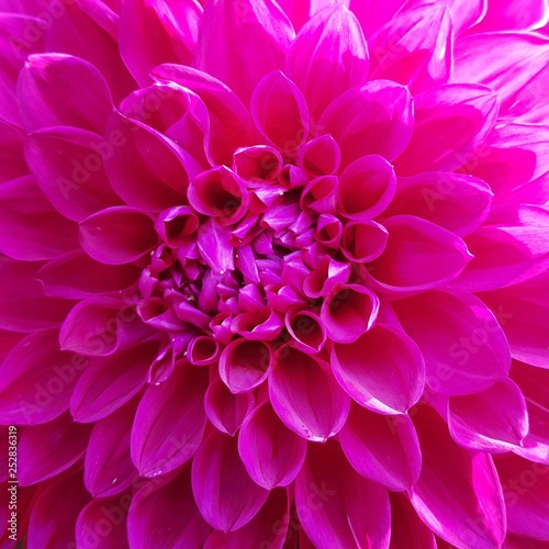Wild pink flower