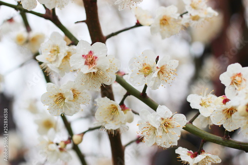 早春に咲く日本の白い梅の花